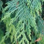 Cupressus nootkatensis Folha