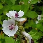 Althaea officinalis Blomma