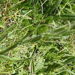 Senecio doronicum Leaf