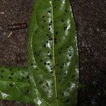 Vangueriella chlorantha Hoja