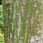 Acer rufinerve Bark