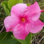Mandevilla illustris Fleur