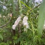 Salix nigra Кветка