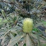 Banksia integrifolia Blomst