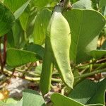 Canavalia rosea Fruit