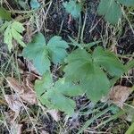 Sanicula europaea Likasa