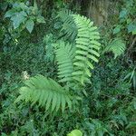 Thelypteris decussata Yeri