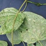 Piper tinctum Leaf