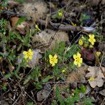 Tuberaria guttata Costuma