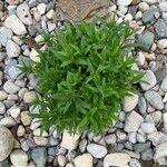 Dianthus chinensis Leaf