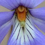 Viola pedata Floro