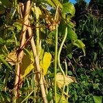 Vigna unguiculata عادت داشتن