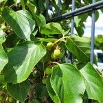 Actinidia arguta Fruit