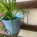 Albuca spiralis Folha