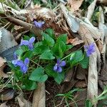 Viola suavis Leaf