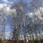 Betula populifolia Habit