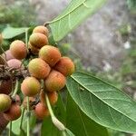 Ficus racemosa Fruit