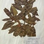 Dodecadenia grandiflora Alia