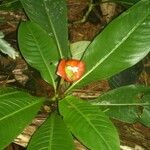 Psychotria elata Лист
