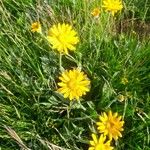 Senecio scopolii Flor