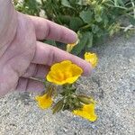 Mimulus guttatus Flor