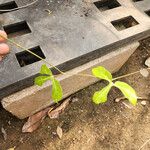 Aristolochia trilobata 叶