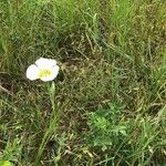 Calochortus leichtlinii Flower