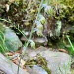 Epipactis microphylla Yeri