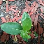 Asclepias purpurascens Leaf