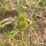 Cyperus difformis Fula