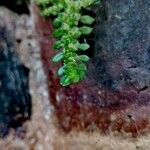 Pilea microphyllaFolio