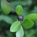 Acokanthera oppositifolia Fruto