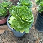 Aeonium castello-paivae 葉