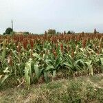 Sorghum bicolor موطن