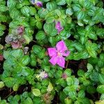 Dissotis rotundifolia Цвят