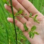 Betula humilis Кора