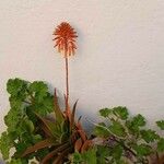 Aloe × delaetii