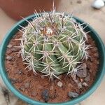 Melocactus matanzanus Kora