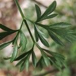 Visnaga daucoides Leaf