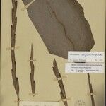 Ischnosiphon obliquus 花