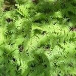 Thelypteris noveboracensis Leaf