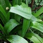 Allium paradoxum Feuille