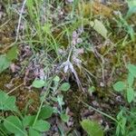 Antennaria plantaginifolia Květ