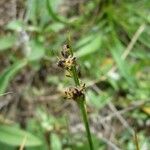 Juncus gerardi موطن