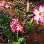 Adenium multiflorum Цвят