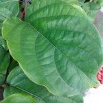 Clerodendrum splendens Leaf