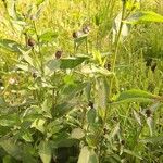 Centaurea nigrescens Foglia