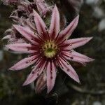 Sempervivum tectorum Flower