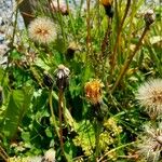 Crepis conyzifolia Fruto