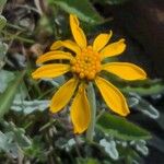 Jacobaea uniflora Flower